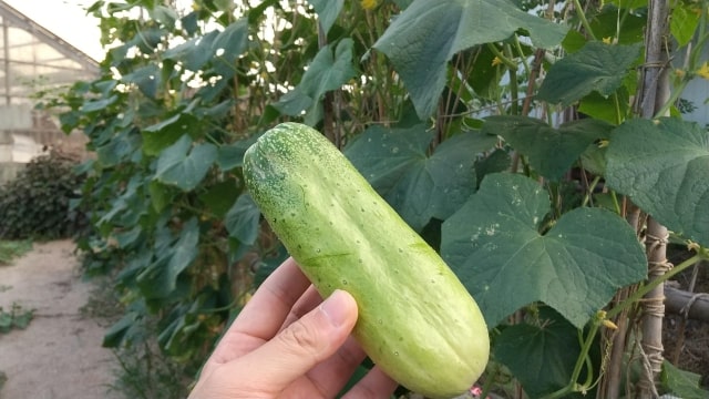 石川県の施設園芸と野菜生産② ー加賀太きゅうりー